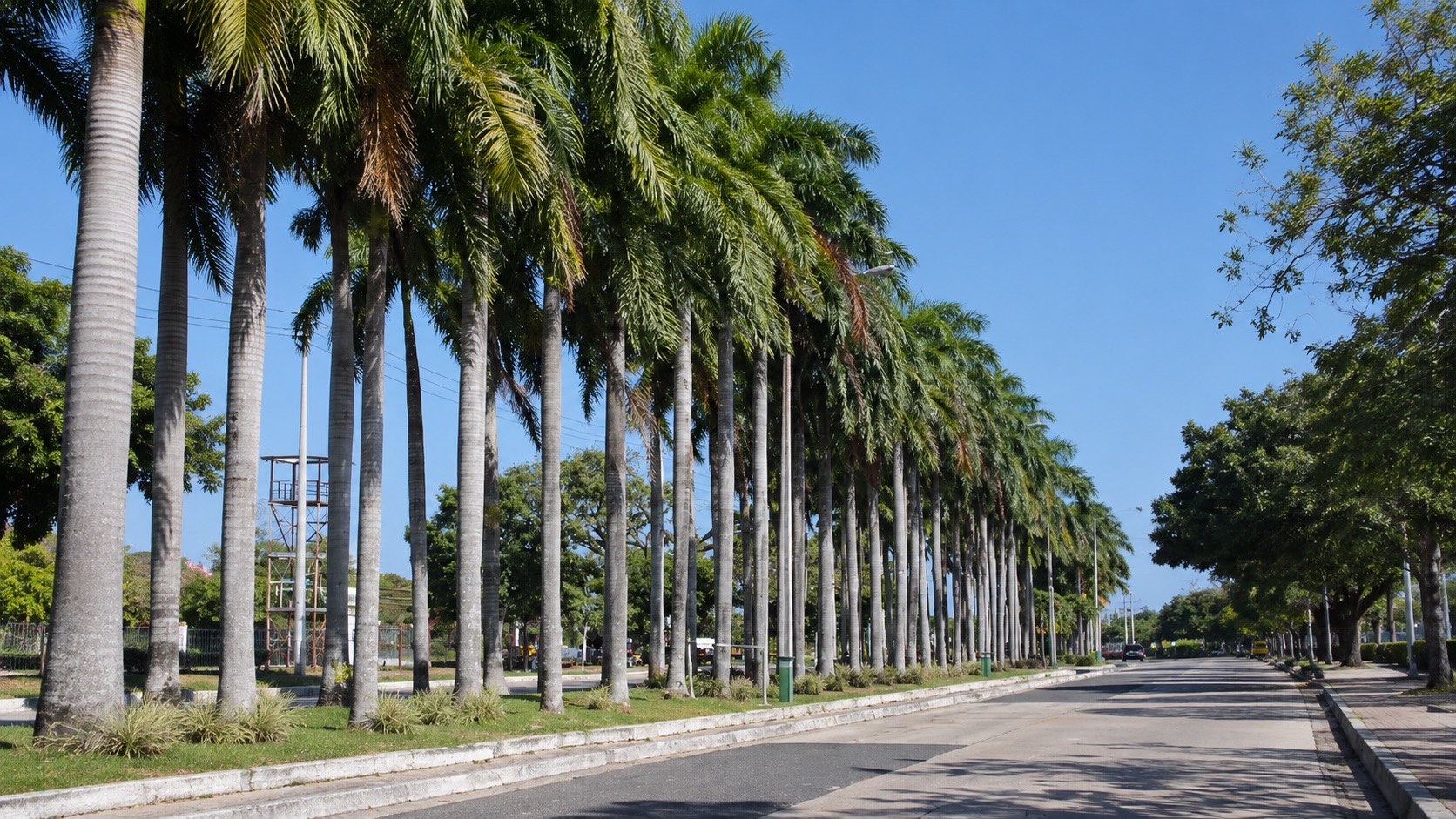 Avenida arbolada con palmas en un campus institucional mantenido por Florecer